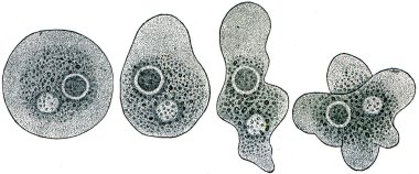amoeba in zes fasen van division, een donkere vlek is kern