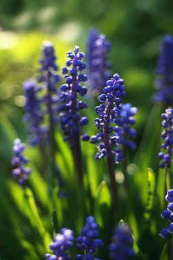 Muscari