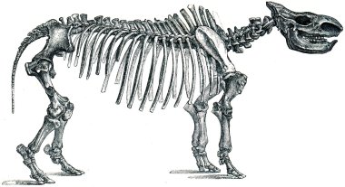 fosil gergedan - gergedan tichohinus