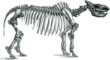 Fossil rhinoceros - Rhinoceros tichohinus clipart