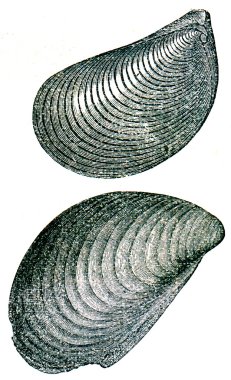 Fossils Aucella mosquensis clipart