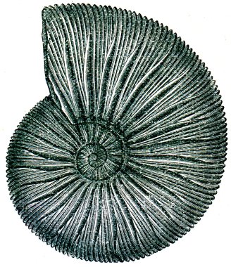 Fossils Periphinctes clipart