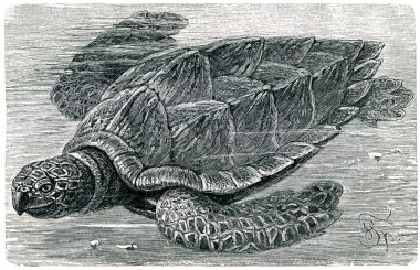 Hawksbill sea turtle clipart