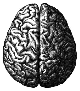 Cerebrum an illustration of the encyclopedia clipart