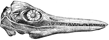 Ichthyosaur skull clipart