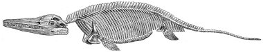 Ichthyosaurus communis clipart