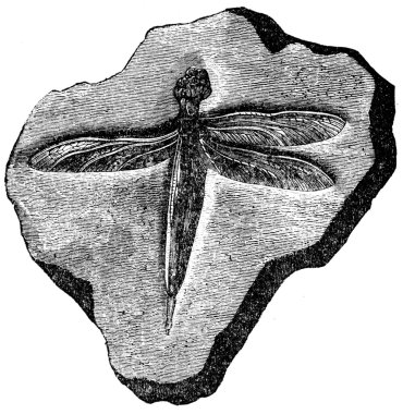 Imprint lithographic slate of dragonflies, Solnhofen Plattenkalk clipart