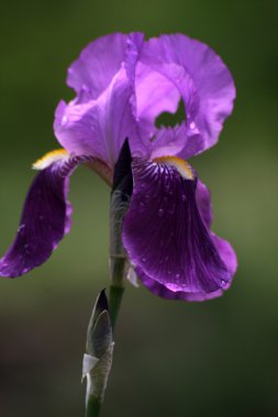 Purple irises clipart