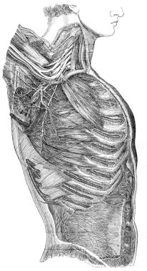 Nerve trunk and nerve plexus of arm clipart