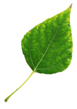 Poplar leaf clipart