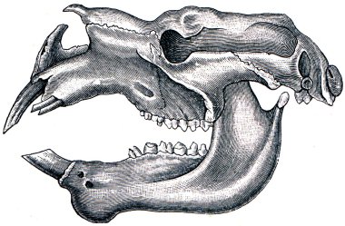 Kafatası dev wombat veya gergedan wombat - diprotodon