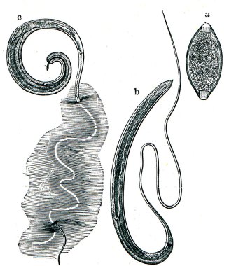 Whipworm (Trichocephalus dispar) clipart