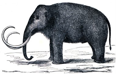 yünlü mamut - mammuthus primigenius