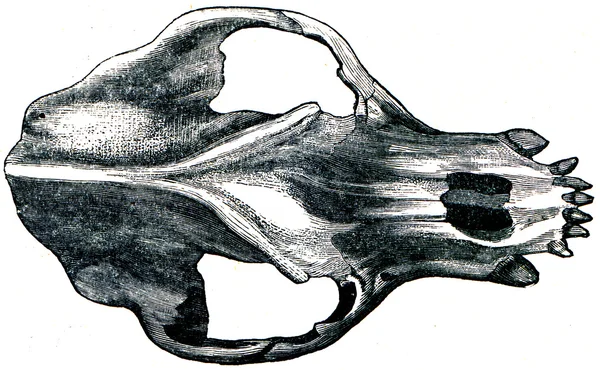 Urso da caverna do crânio - Ursus spelaeus, vista superior — Fotografia de Stock