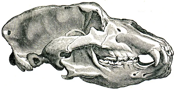 Ours de la grotte du crâne - Ursus spelaeus — Photo