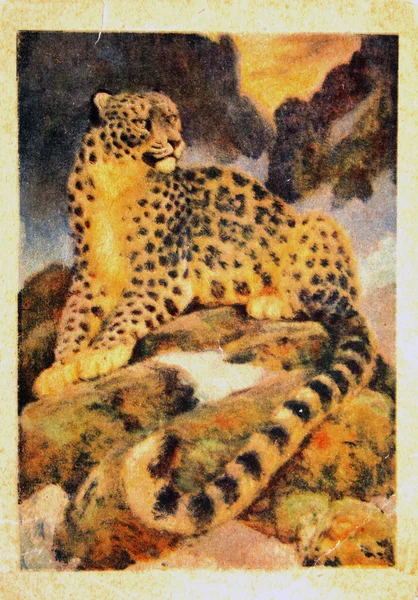 URSS - CIRCA 1988: Reprodução de postais antigos mostra Snow Leopard, por volta de 1988 — Fotografia de Stock