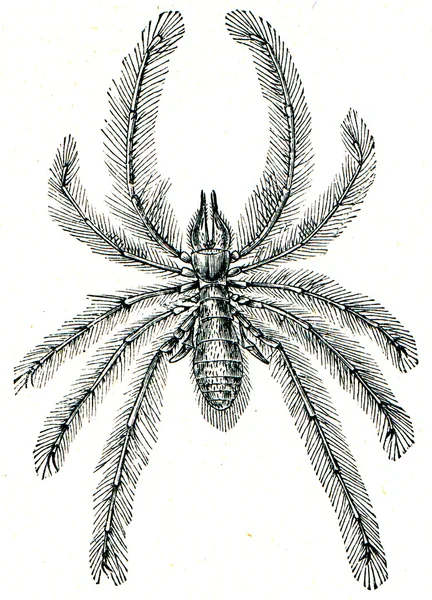 Solifugae egy rendje Arachnida, ismert, mint teve pókok, win — Stock Fotó
