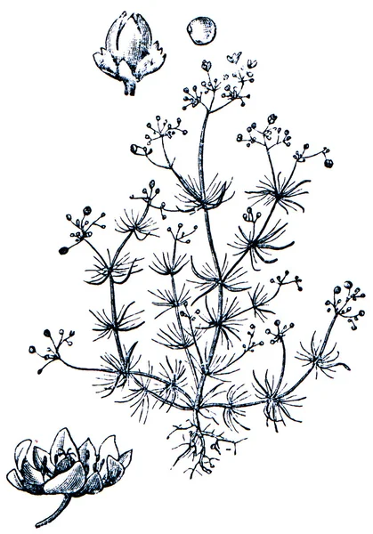 식물-백과 사전 publi에서 ilustration의 세리 마 초 — 스톡 사진