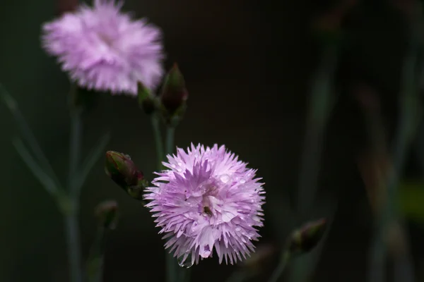 Фіолетовий польові квіти — стокове фото