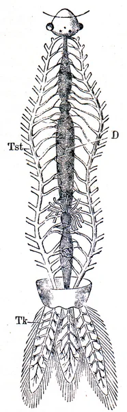 System av tracheas trollslända larver - agrion — Stockfoto
