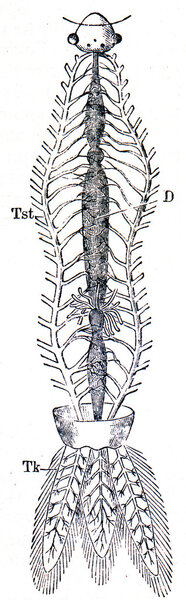 Система личинок стрекоз трахеи - Agrion
