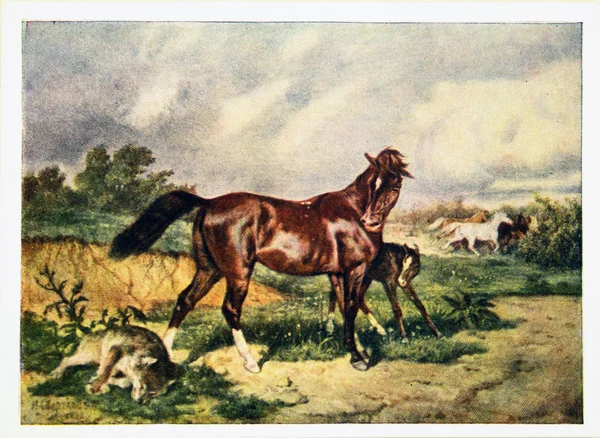 SSSR - cca 1958: reprodukce starožitné pohlednice ukazuje koně zabil vlka, chránící hříbě, cca 1958 — Stock fotografie