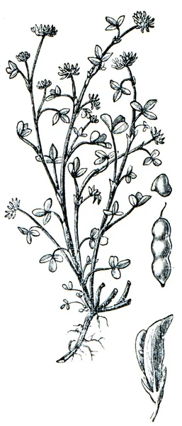 Plantes fourragères - série d'ilustrations tirées de l'encyclopédie publi — Photo