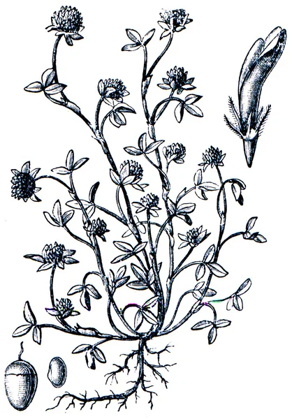 Rośliny pastewne - serie Ilustratorzy z encyklopedia publi — Zdjęcie stockowe