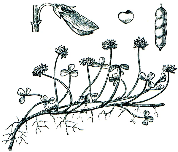 Forage plants - serie of ilustration from the encyclopedia publi — Stock Photo, Image