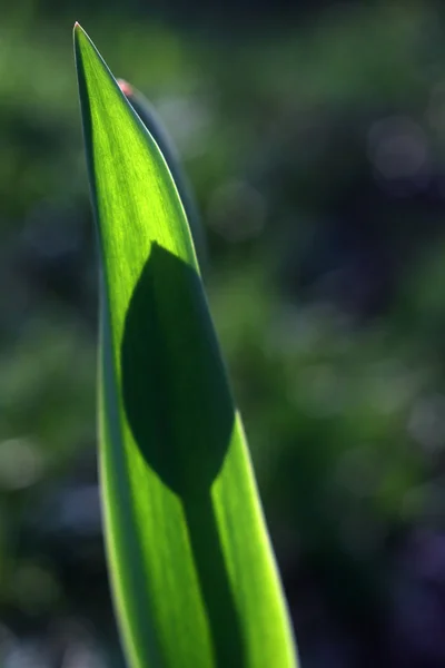 Tulip in de stralen van de ondergaande zon — Stockfoto