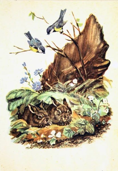 СССР - CIRCA 1957: Воспроизведение антикварной открытки показывает двух зайцев, прячущихся в траве за ними, смотрящих на сиськи, около 1957 года — стоковое фото