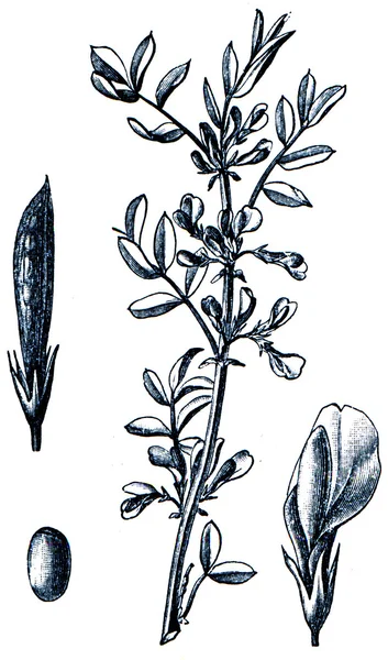 Takarmánynövények - serie a ilustration származó enciklopédia publi — Stock Fotó
