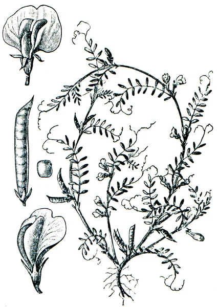 Futterpflanzen - Abbildung aus der Enzyklopädie publi — Stockfoto