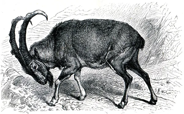 Дикая коза - Capra Aegagrus — стоковое фото