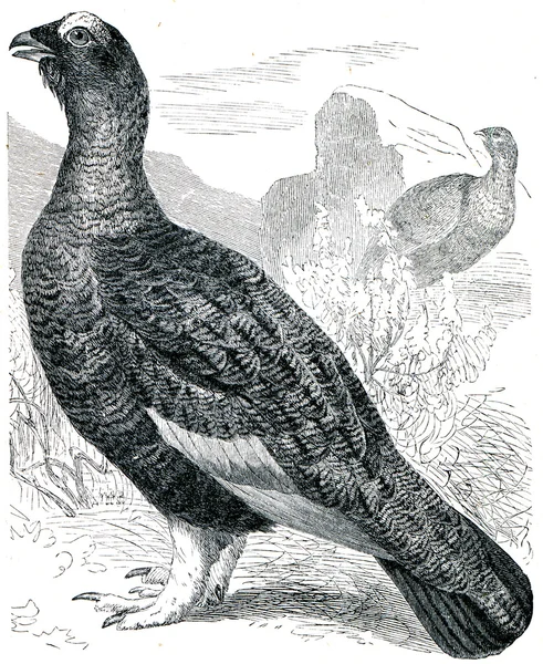 Salgueiro Ptarmigan - Lagopus albus, plumagem de verão — Fotografia de Stock