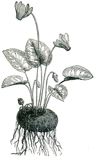 Viola alpina — Foto Stock