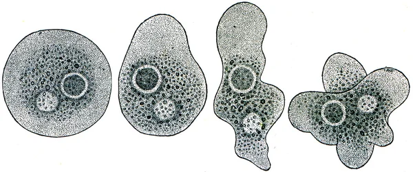 Amoeba in the four stages of change in shape — Stock Photo, Image