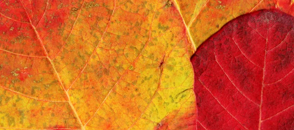 stock image Autumn multi-coloured maple leaves