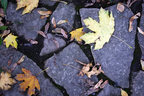 Pavimento de pedra de outono — Fotografia de Stock