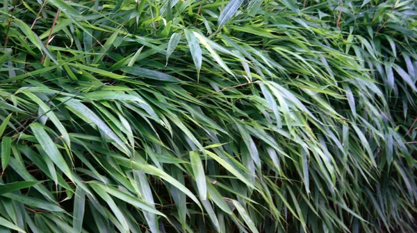 stock image Bamboo