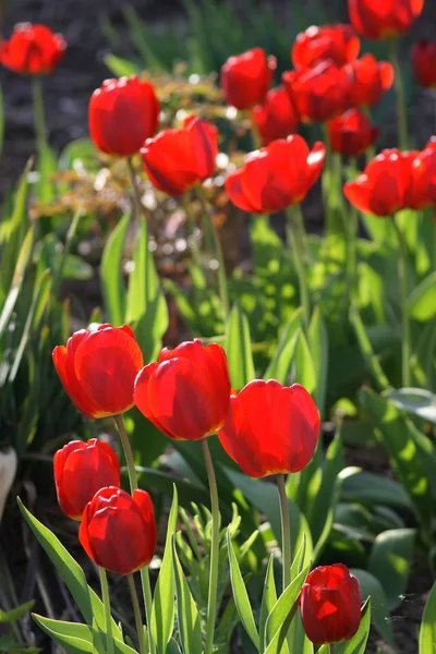 Piros tulipán a kertben — Stock Fotó