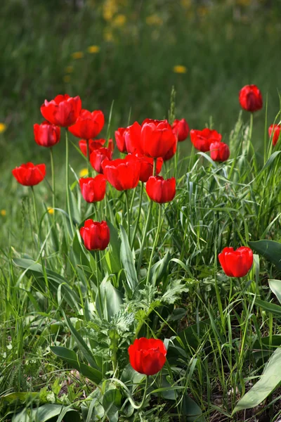 Красные тюльпаны в саду — стоковое фото