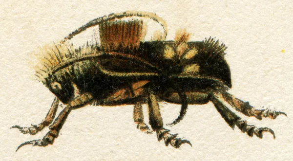 딱정벌레 모방 손상 된 개체 — 스톡 사진