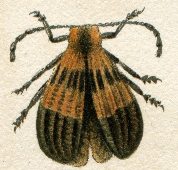 Beetle imitating inedible beetles — Stock Photo, Image