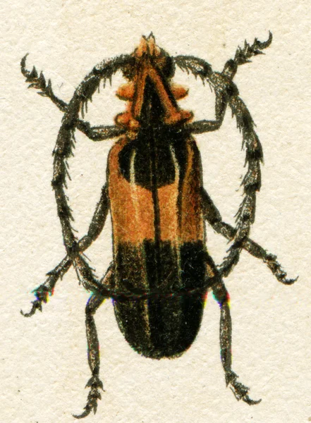 Scarabeo che imita scarabei non commestibili — Foto Stock