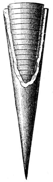 Ρύγχος βελεμνίτη με phragmoconus — Φωτογραφία Αρχείου