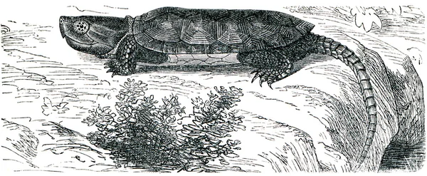 Tartaruga de cabeça grande — Fotografia de Stock