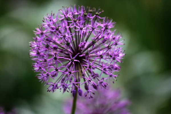 stock image Allium flowerhead pinball wizard