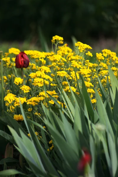 Tulipa e flores amarelas em um jardim — Fotografia de Stock