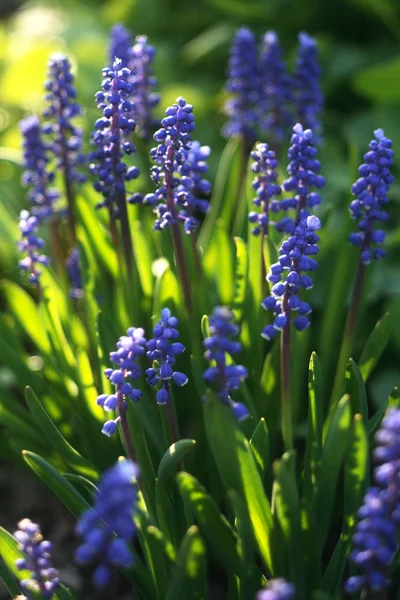 stock image Muscari